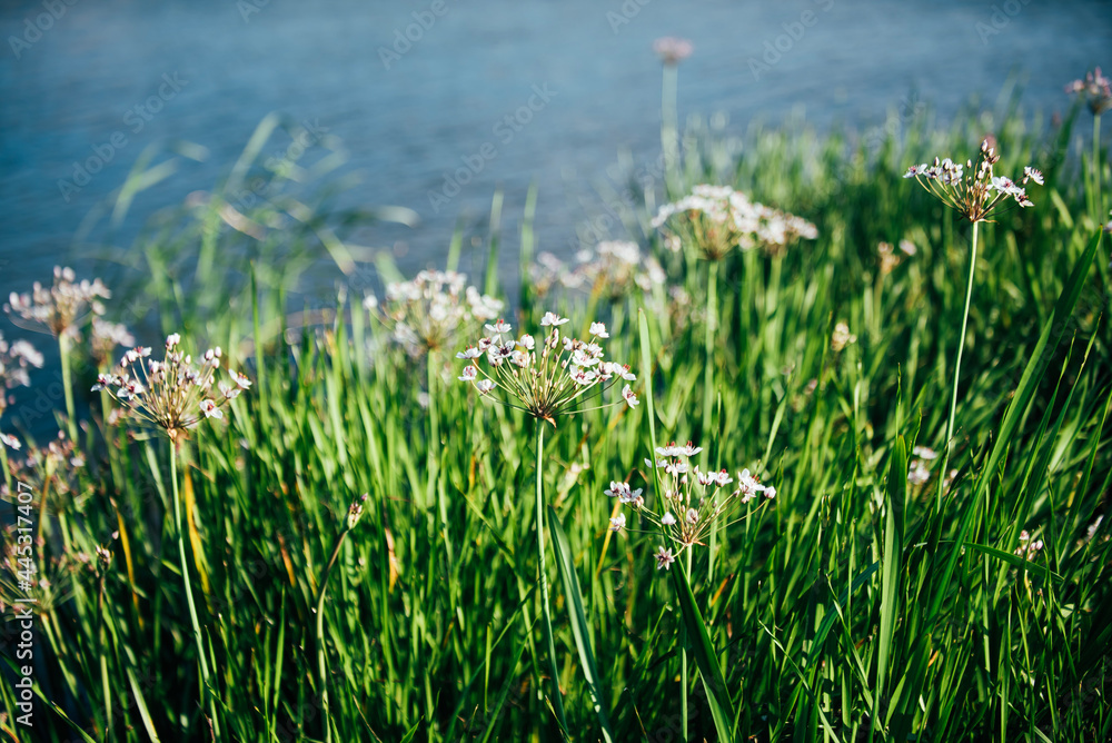 Obraz premium grass and water