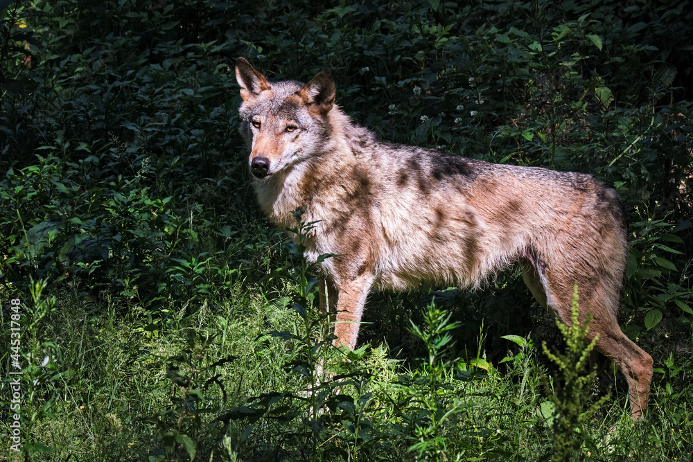 Europäischer Wolf ( Canis lupus ).