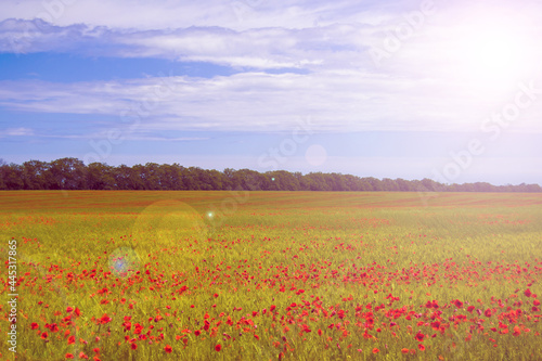 field with blooming red poppies. in the background blue sky with blurry clouds and sun flare and pink tint