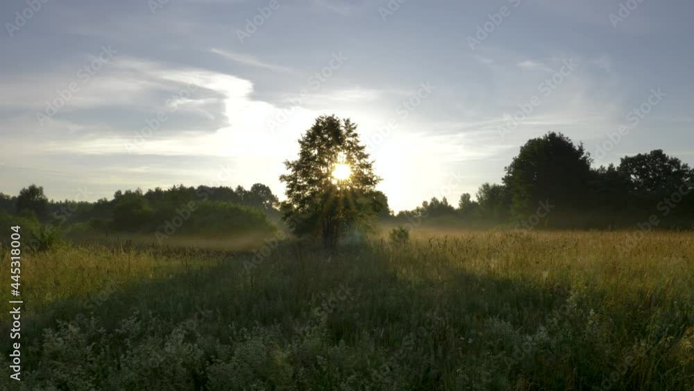 Tree silhouette in meadow in foggy summer morning at sunrise. Morning sun shines throught tree branches and makes beatiful sun rays. Leaves and grass stay motionless because calm and windless weather. Tree silhouette in meadow in foggy summer morning at sunrise. Morning sun shines throught tree branches and makes beatiful sun rays. Leaves and grass stay motionless because calm and windless weather.