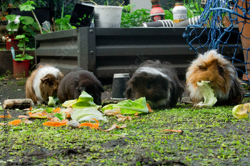 My Mum's free-range Guinea Pigs were all eating together and it was so adorable. I decided to grab my DSLR and play Guinea Pig Paparazzo