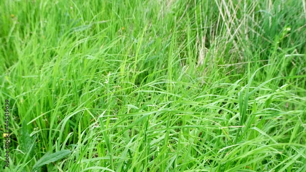 Green grass swaying in the wind in the daytime, wind on the meadow, field. High quality FullHD footage Green grass swaying in the wind in the daytime, wind on the meadow, field. High quality FullHD footage