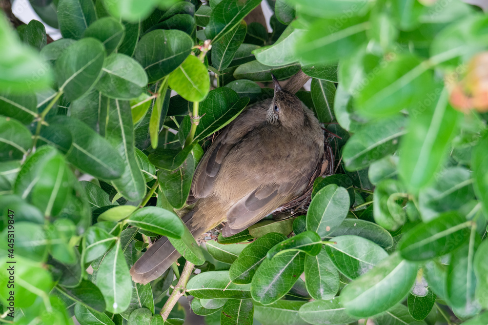 Obraz premium Streak-eared Bulbul brood eggs during the incubation period