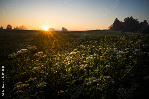 Sun rising over the summer meadow. Grass growing in rural landscape during sunrise. Summertime scenery of Northern Europe.