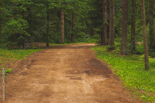 Beautiful empty path through a forest in forest. Rural landscape in summer. Natural background. photo