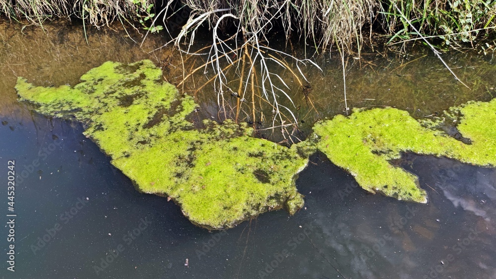 Blue-Green Algae bloom in the water.
