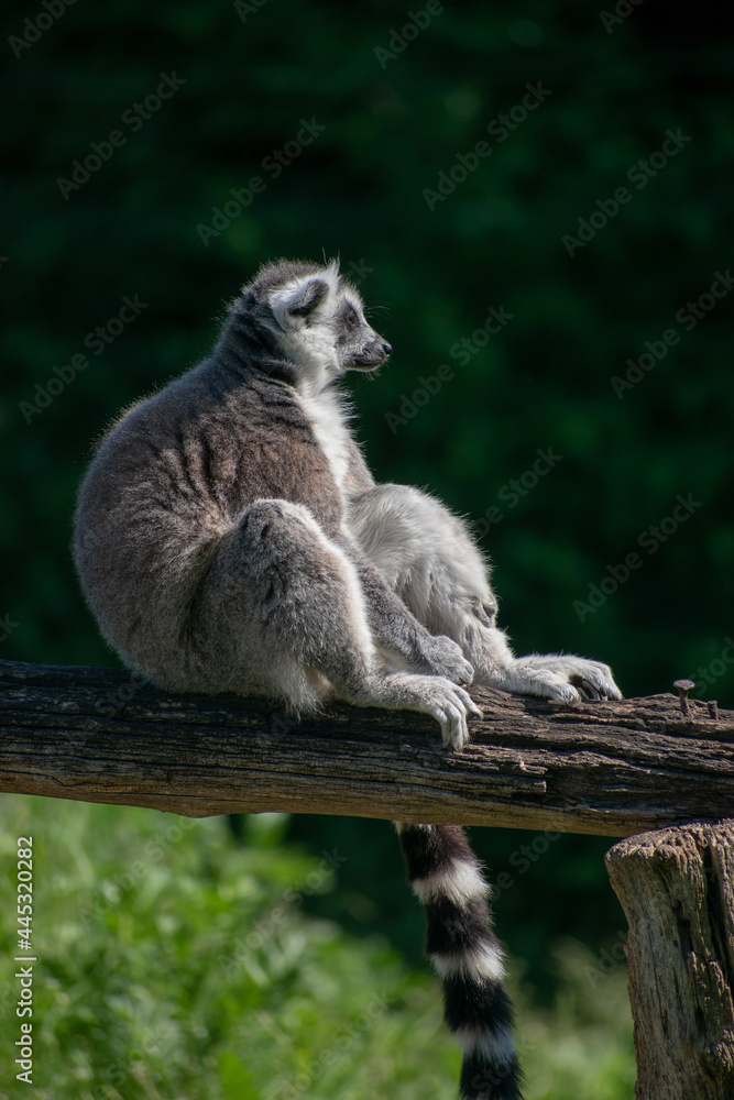 Fototapeta premium Ring-Tailed Lemur in a natural environment