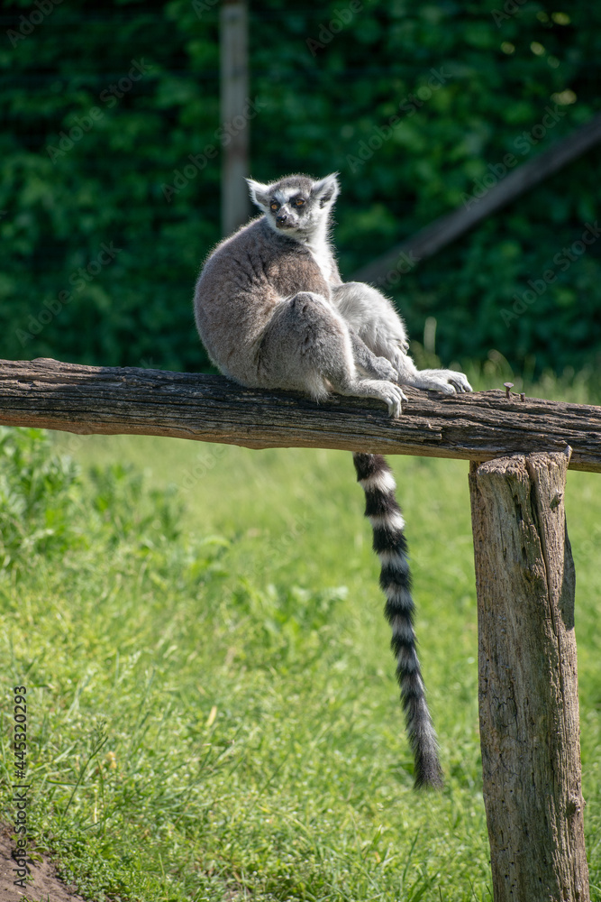 Fototapeta premium Ring-Tailed Lemur in a natural environment
