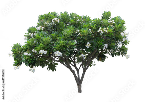 Plumeria tree (frangipani) isolated on white background.