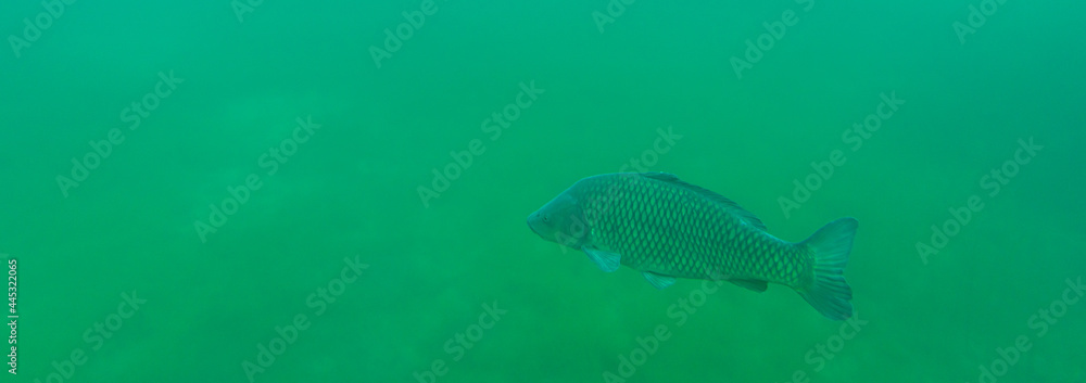 Big carp swims in clear water Big carp swims in clear water