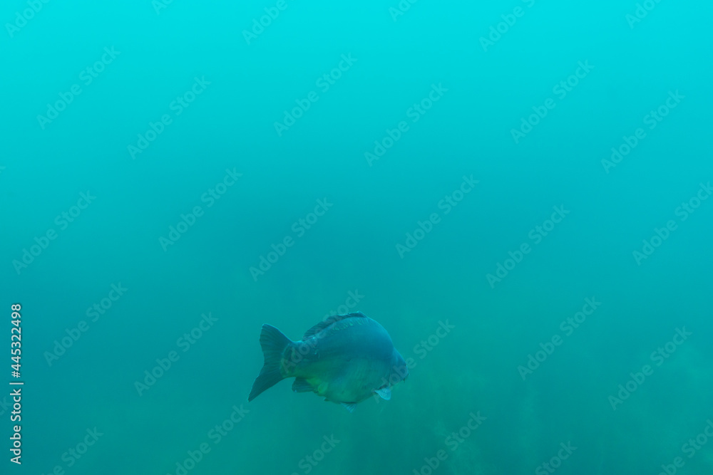 Big carp swims in clear water Big carp swims in clear water