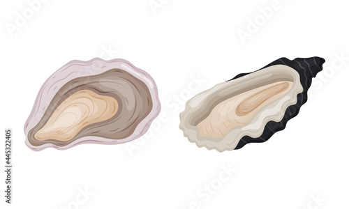 Oyster as Salt-water Bivalve Molluscs and Marine Delicacy Vector Set