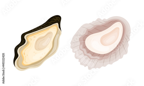 Oyster as Salt-water Bivalve Molluscs and Marine Delicacy Vector Set