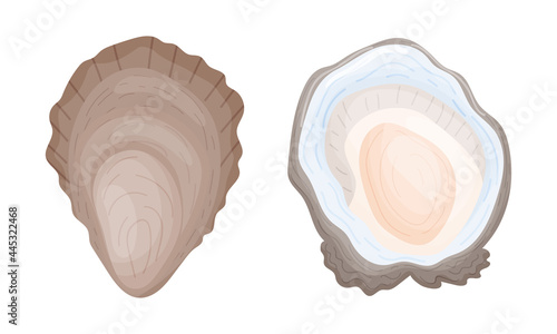 Oyster as Salt-water Bivalve Molluscs and Marine Delicacy Vector Set