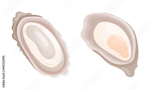 Oyster as Salt-water Bivalve Molluscs and Marine Delicacy Vector Set