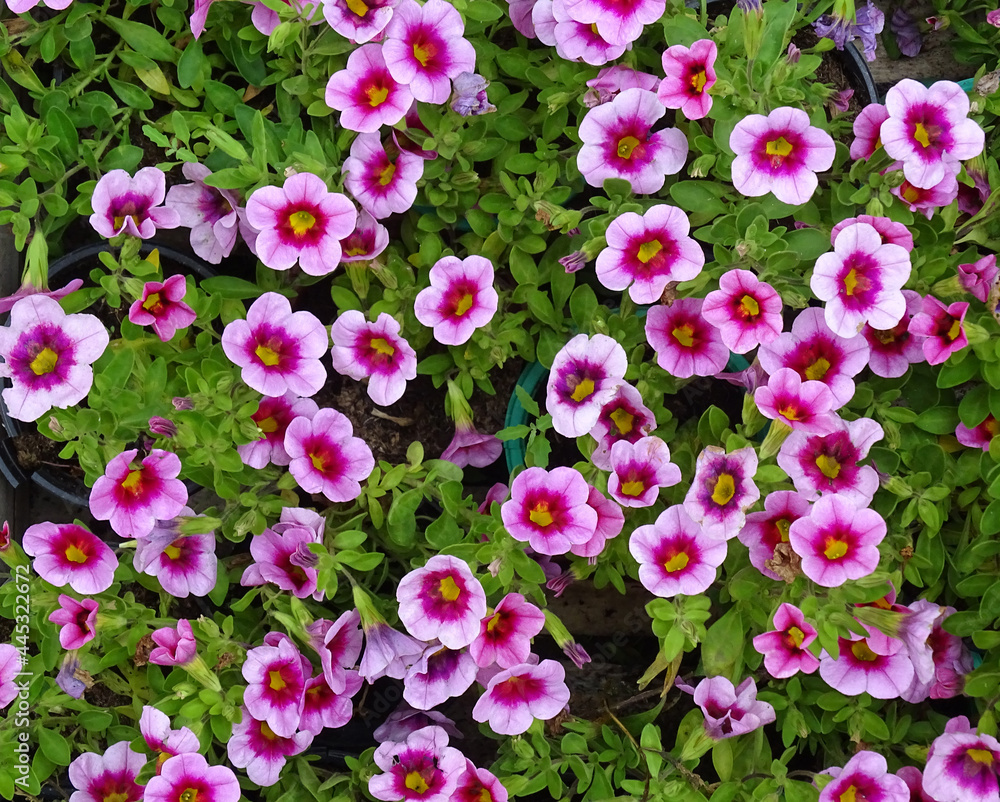 A lot of pink flowers of calibrahoa, top view A lot of pink flowers of calibrahoa, top view