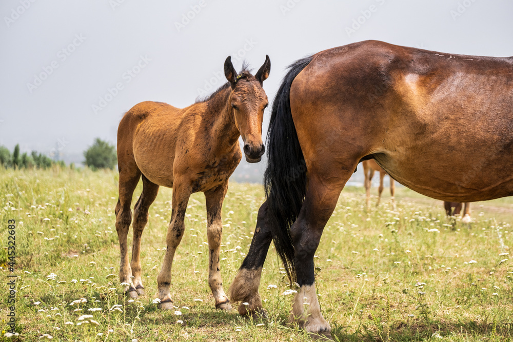 Fototapeta premium two horses grazing