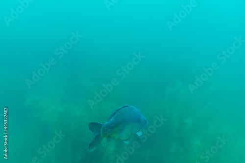 Big carp swims in clear water © DZiegler