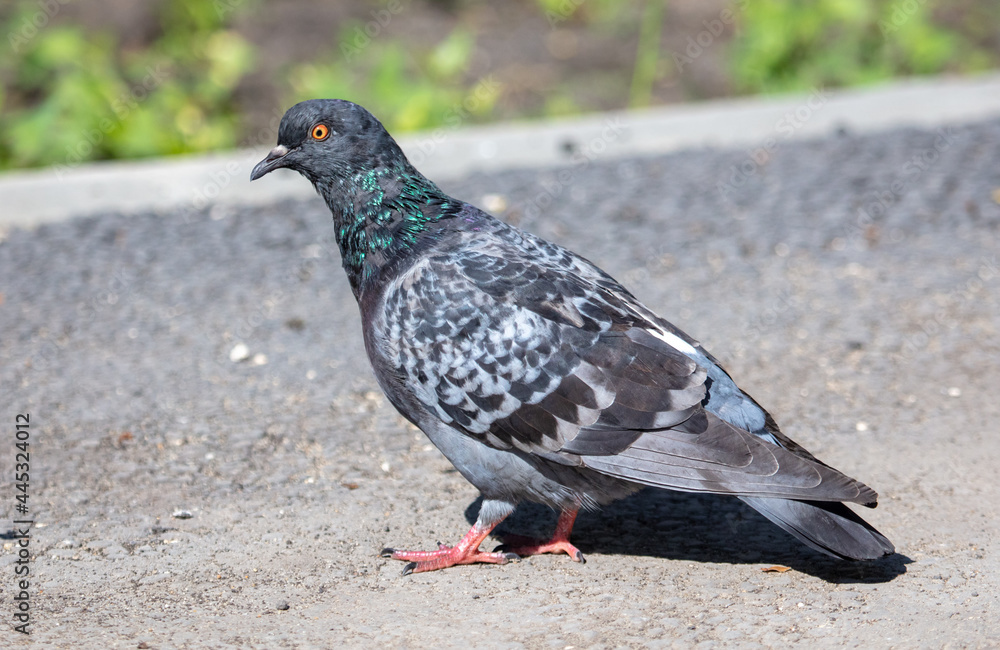 Portrait of a pigeon on the road. Portrait of a pigeon on the road.