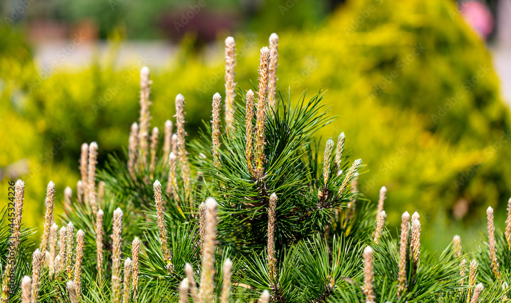 Coniferous tree branches in the park. Coniferous tree branches in the park.