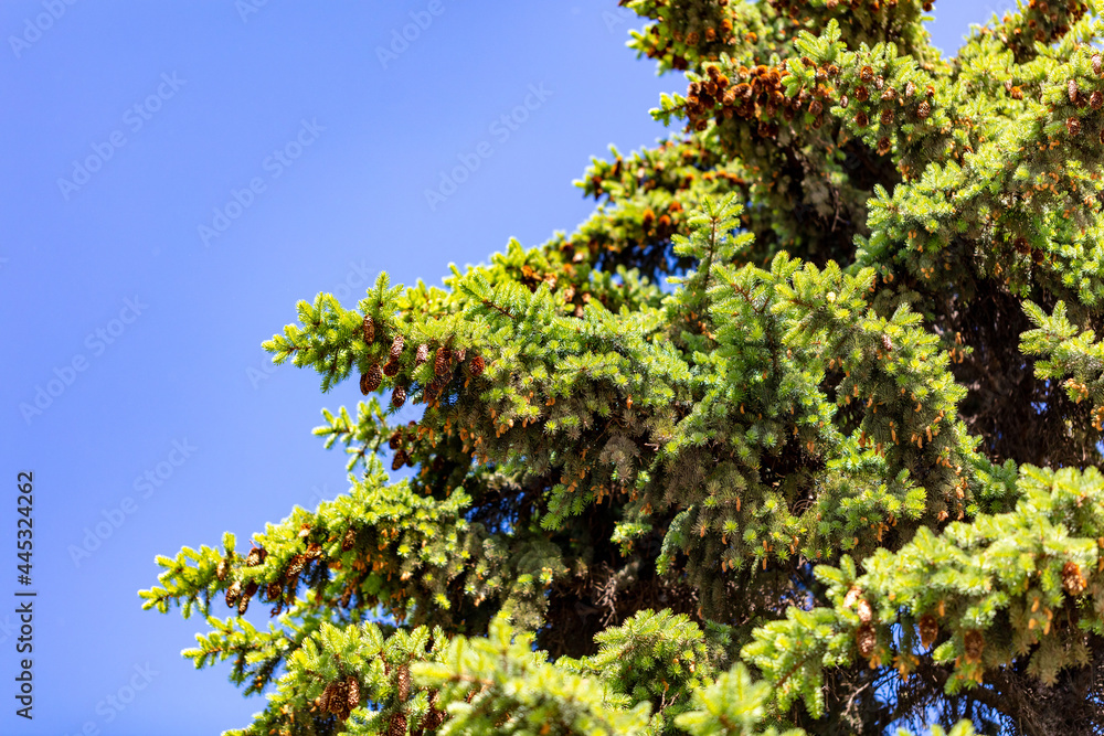 Coniferous tree branches against the sky.