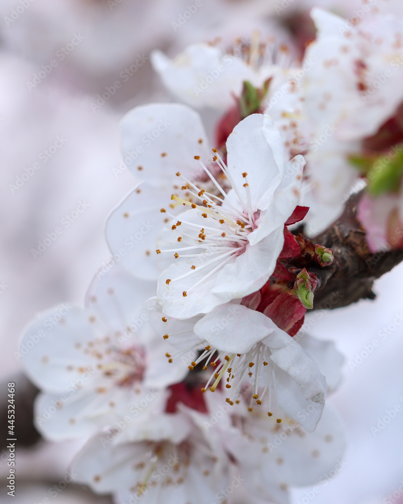 White flowers on an apricot tree in spring. White flowers on an apricot tree in spring.
