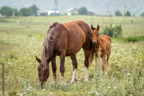 horse and foal