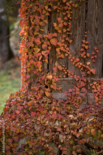 vine on a tree pole
