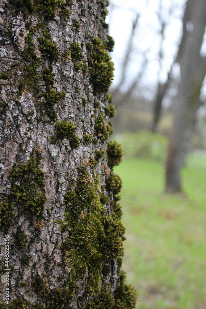 Obraz premium Background old tree bark covered with green fluffy moss. Natural texture
