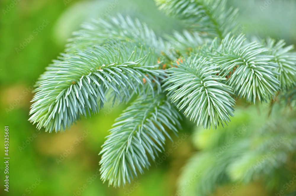 close up of pine needles close up of pine needles
