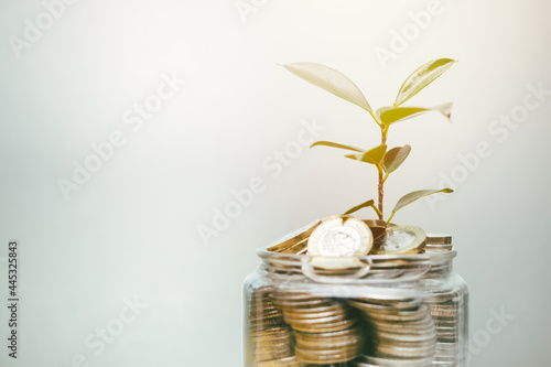 Plant growing from coin money for saving investment and get richer from bank interest concept. photo