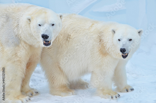 polar bear in the snow