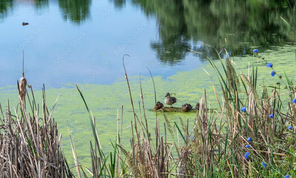 A pond with ducks overgrown with duckweed. Wildlife. A pond with ducks overgrown with duckweed. Wildlife.