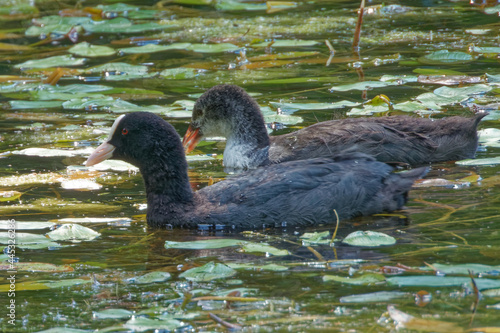 Eurasian coot (Fulica atra), is a member of the rail and crake bird family. photo