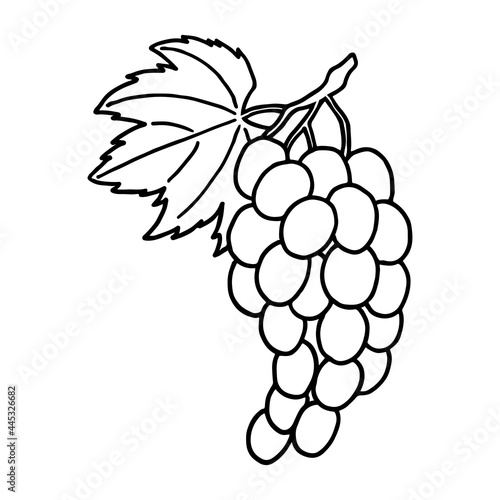 Fruit doodle grapes. Fresh, healthy, tropical food. Hand drawn illustration. 