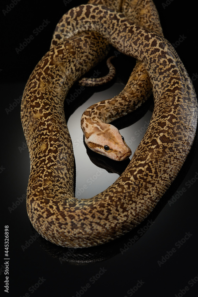snake on a black background. Carpet python. Animal in the studio snake on a black background. Carpet python. Animal in the studio