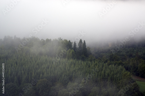 Krajobraz leśny we mgle © Monika