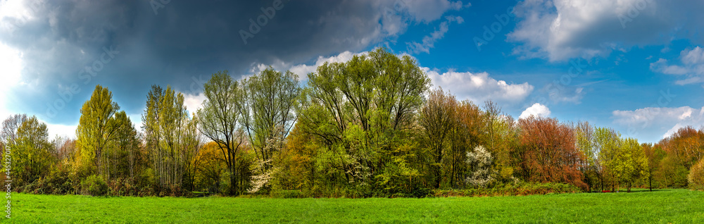 Ein Waldstück im Niddatal in Frankfurt am Main Ein Waldstück im Niddatal in Frankfurt am Main
