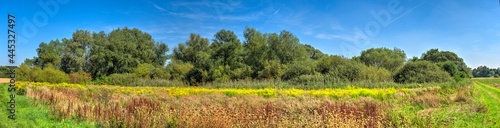 Eine Naturwiese mit Waldstück in Frankfurt am Main