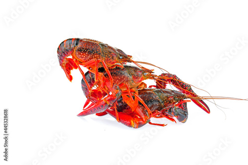Lobster on a white background