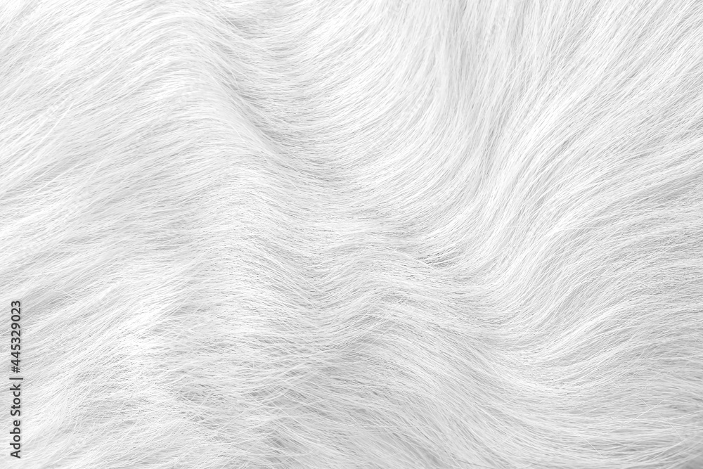 White grey cat fur texture seamless patterns or animal skin background White grey cat fur texture seamless patterns or animal skin background