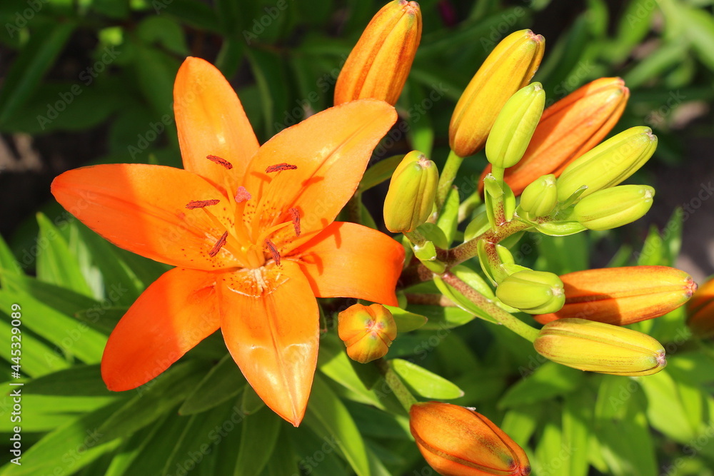 Fototapeta premium Asian orange lily. Unblown buds on stems. Blooms in the summer in the garden. Large bright flowers. Print for photo wallpaper, decorative pillows.