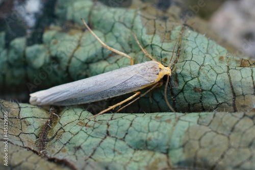 Closeup shot of an Eilema caniola moth on a dry leaf photo