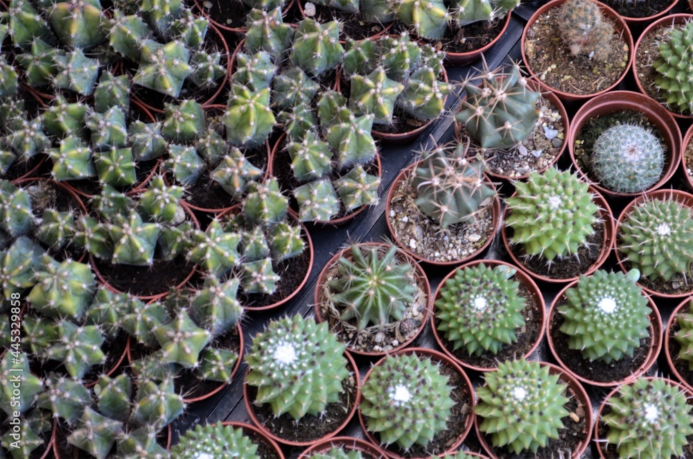 cactus close up