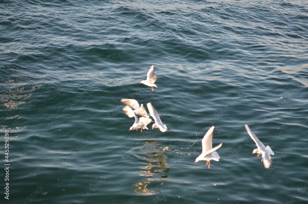 seagulls in the sea
