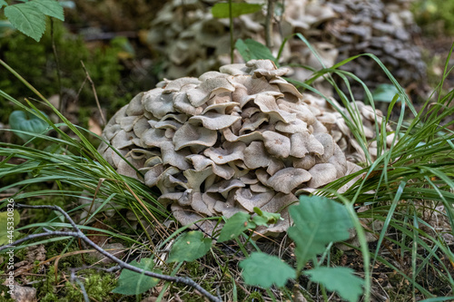 Polypore mushroom Grifola frondosa photo