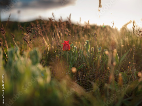the beautiful wildflowers in the sunset rays. © YURII Seleznov