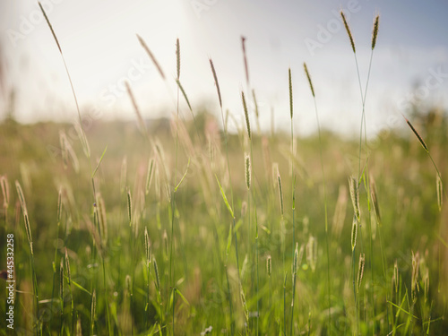 Background of ripening ears of meadow wheat field.