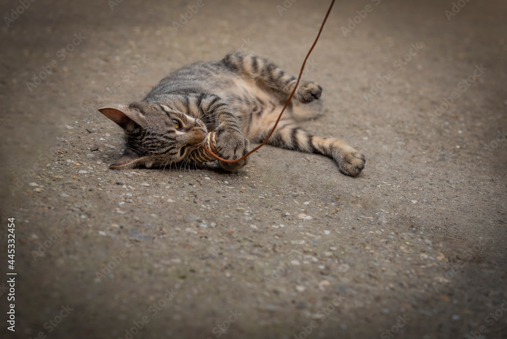 Obraz premium A little gray kitty plays with a toy mouse on a fishing rod. Cat toys