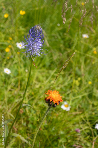 purple and orange flower in the grass. Phyteuma  Hieracium aurantiacum